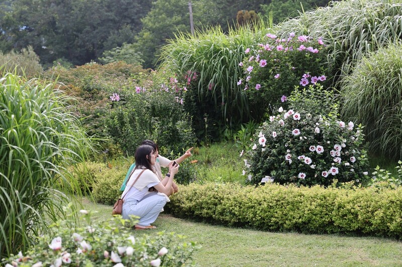 태안 천리포수목원서 29일부터 '무궁화 축제'…342개 품종 전시