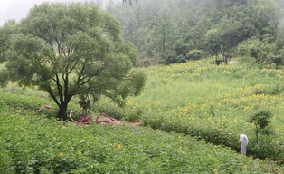 Festivals begin in Taebaek with cool summer