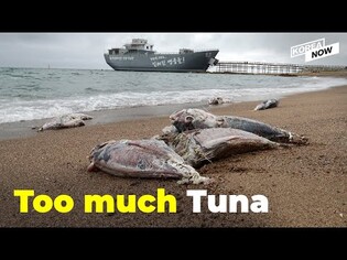 Tons of dead tuna wash up on the seashore at Yeong Deok
