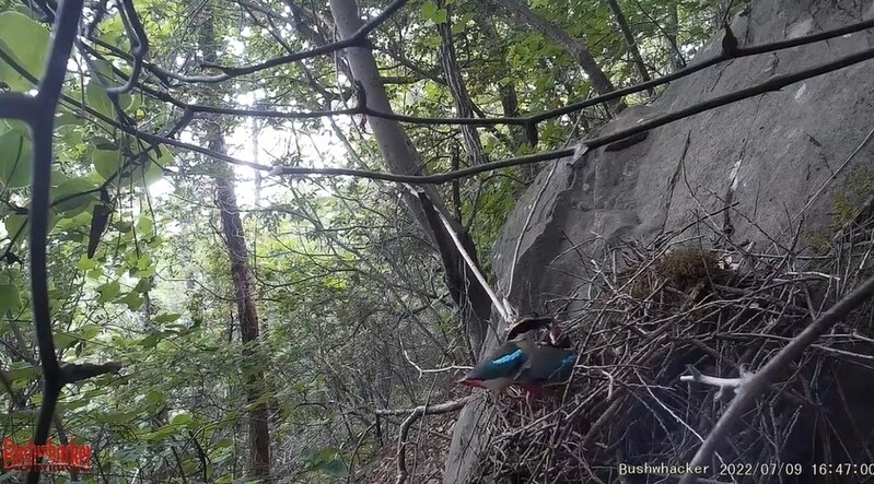 "거제 둔덕면 골프장 사업지에 멸종위기종 다수 서식"
