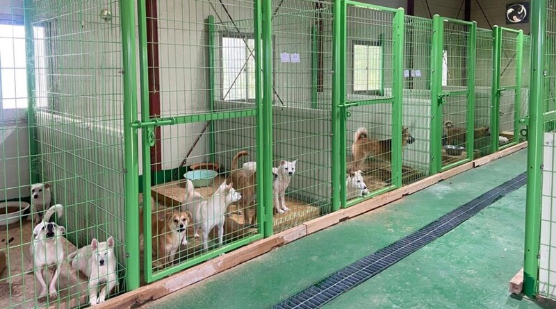 "함께 외로움 달래요"…함안군, 1인 가구 반려견 무료 분양