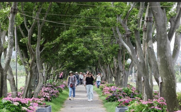 '우영우 팽나무', 신안군 도초도 10리길에 716그루 장관