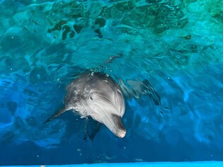 (LEAD) S. Korea to set free dolphin from aquarium into sea after 17 years in captivity