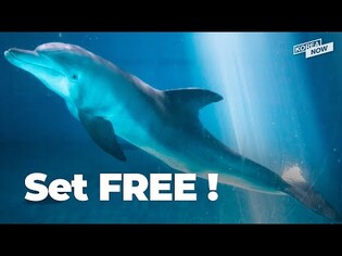 Captive dolphin from aquarium returns to wild after 17 years