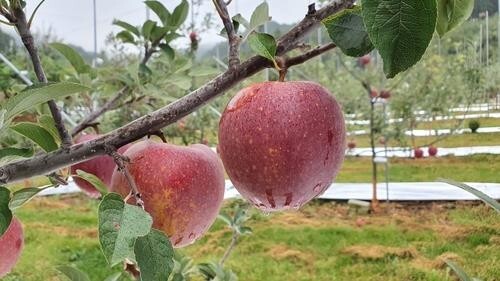 농식품부 "사과 생육 원활…추석 성수기 물량공급 차질 없을 듯"