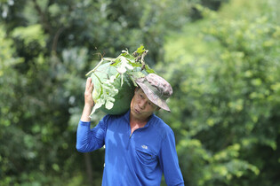 [K-Geography] Harvesting pricey watermelons