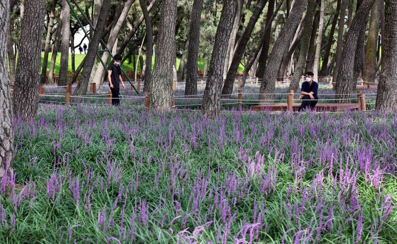 [픽! 밀양] 밀양강 송림 숲에 자줏빛 맥문동꽃 융단 깔렸네
