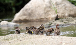 [K-Geography] Sparrows' bath