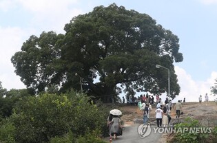 What changes will village face if 'Woo Young-woo hackberry tree' becomes designated as natural monument?