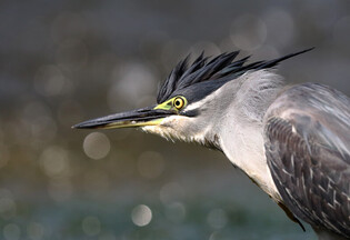 [K-Geography] Green-backed heron swallowing fish