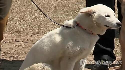 'NO 입마개' 진돗개에 다가갔다가 물려…견주 고소