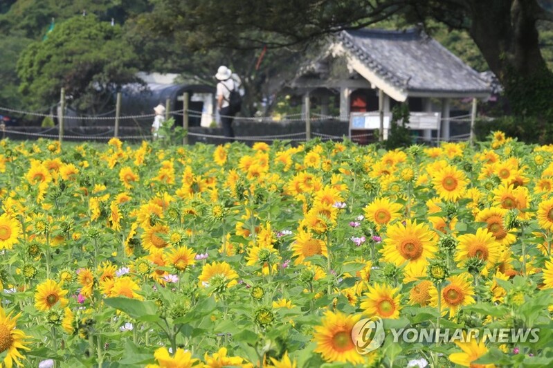 제주 찾은 관광객 소비액, 도민 전체 소비액과 엇비슷