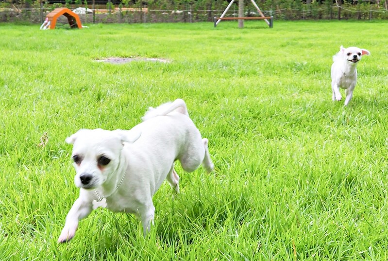 태백시, 반려동물 놀이터 임시 개장…1천500㎡ 규모