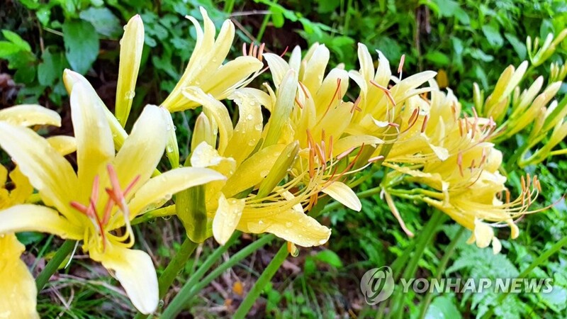 [픽! 부안] 변산 마실길 수놓은 '붉노랑상사화'