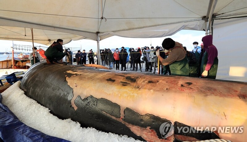 제주민속자연사박물관, 12ｍ 길이 참고래 골격 표본 전시