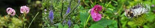 Wild flower bud in Sobaek Mountain