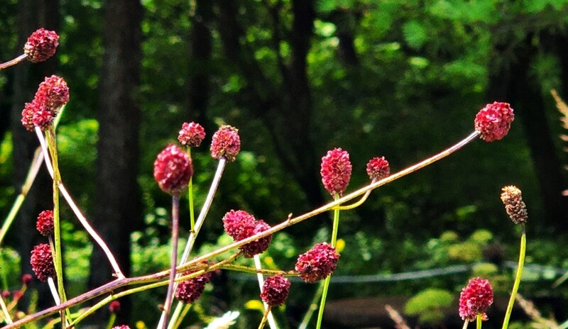 해발 1천330ｍ 정선 만항재에 성큼 찾아온 가을