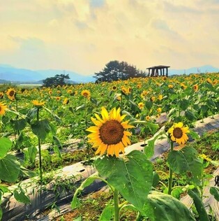 'Gangju Sunflower Festival' to be held from Friday after three years