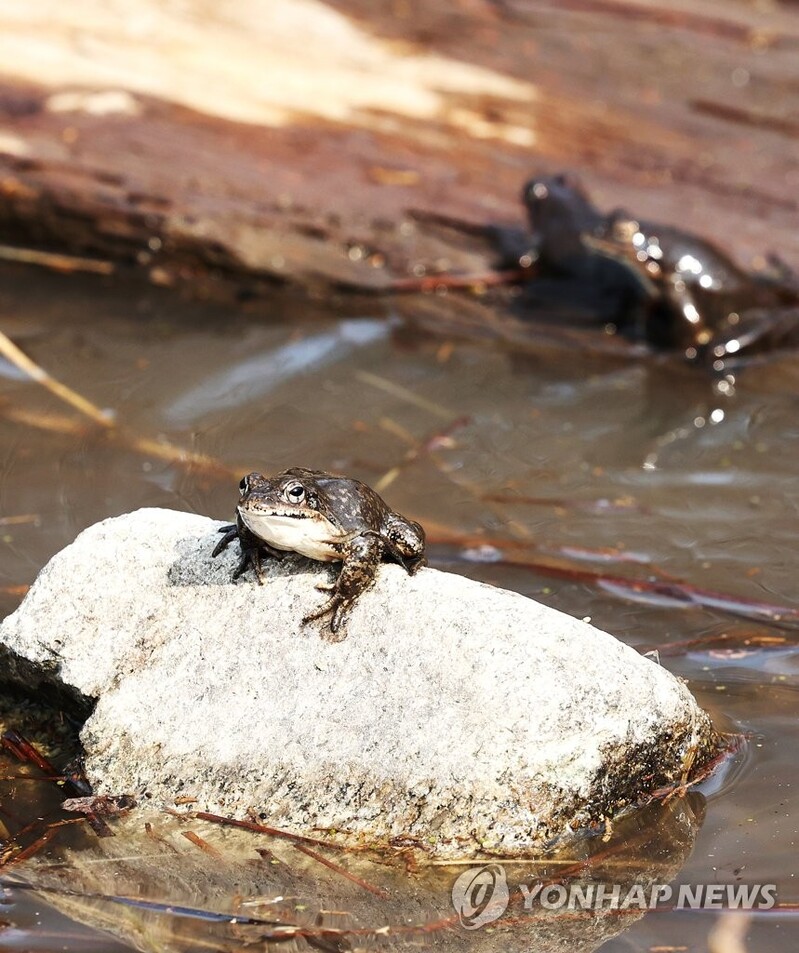 개구리로 임신 테스트를?…신기한 동물들의 '직업' 이야기
