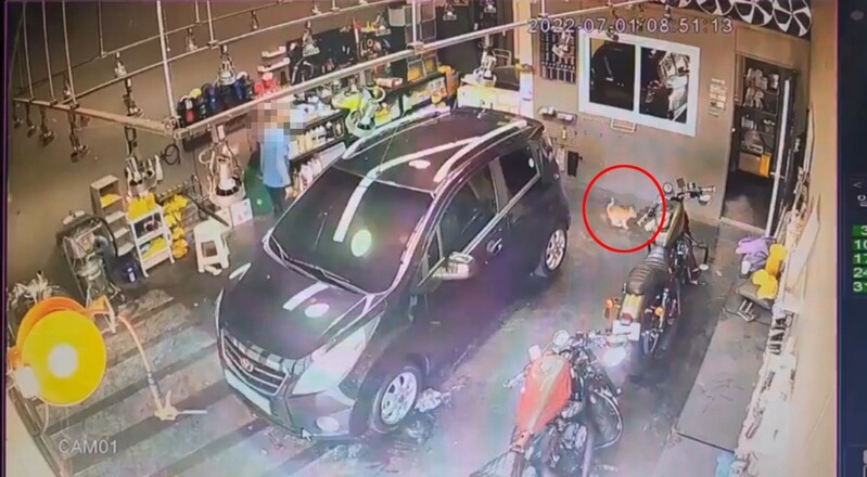 "새끼 고양이를 축구공 차듯 발길질"…동물학대 정황 확인