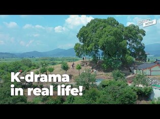 Tree featured in 'Extraordinary Attorney Woo' to become natural monument