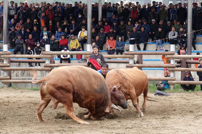 온천지대서 펼치는 각축전…창녕 소힘겨루기대회 9월 1일 개막