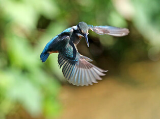[K-Geography] Kingfisher hovering