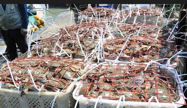 진도 서망항 '가을 꽃게' 풍년…하루 8∼10t 잡아