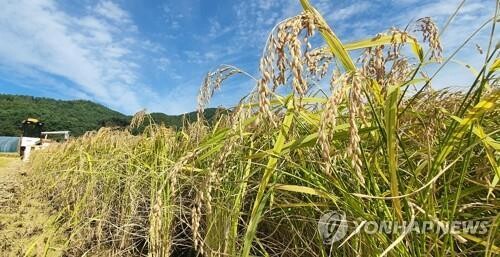 S. Korea's total rice paddy area down in 2022
