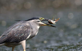 [K-Geography] Predatory striated heron
