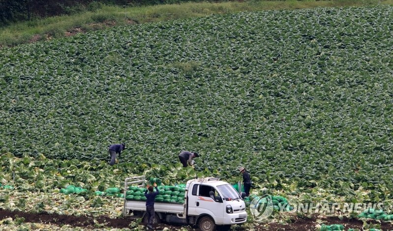 [태풍 힌남노] 농식품부 "무·배추 수확 차질 우려…3천100t 추가 공급"