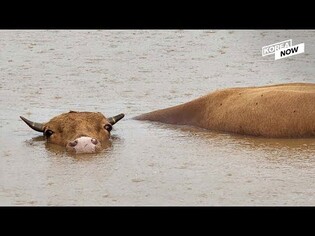 Powerful Typhoon Hinnamnor is on its way and South Korea is on full alert!