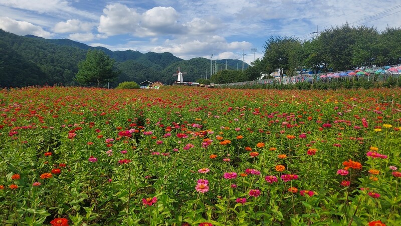 '천만 송이 백일홍의 유혹'…2022평창백일홍축제 개막
