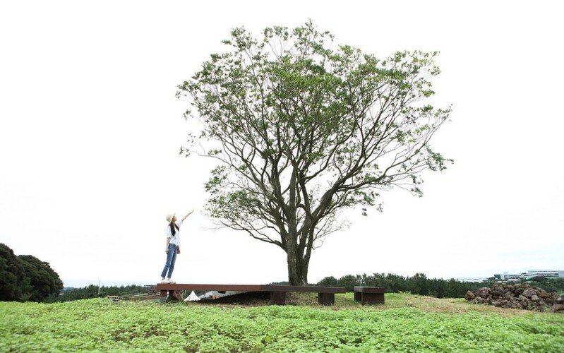 제주형 웰니스 관광 발전 방향 모색 토론회 열려