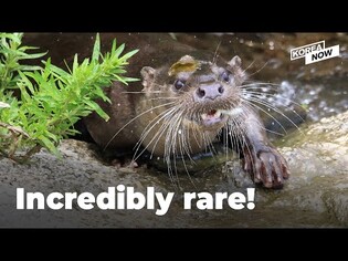 Rare sightings of endangered species captured by hidden camera