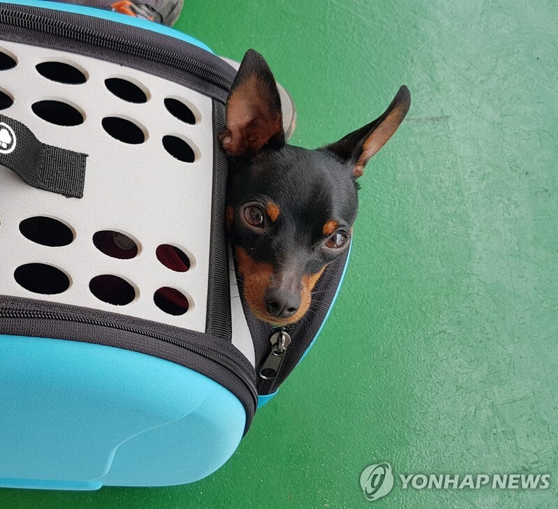 "강아지도 비행기 같이 타요"…올해 반려동물 동반탑승 급증