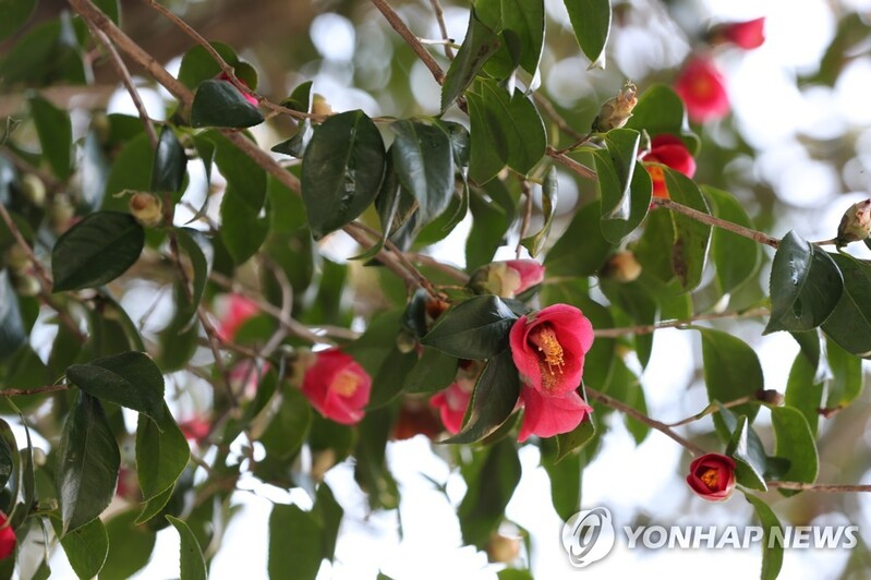 거제시, 일본인 관광객 유치한다…일본어판 관광지도 제작 추진