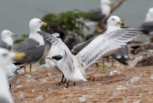 [K-Geography] Migration path of Chinese crested terns Revealed