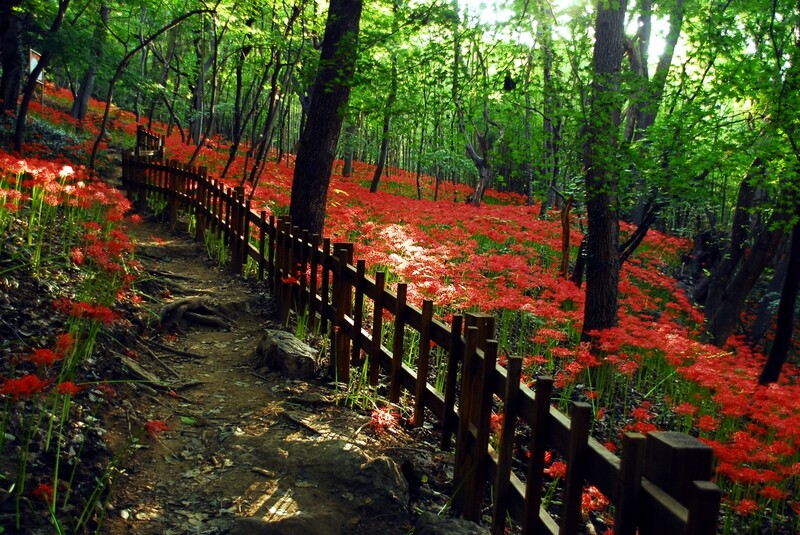 함평 꽃무릇큰잔치 17∼18일 개최…"붉은 융단 장관"