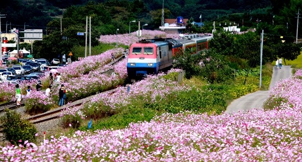 "가을향기 느끼세요"…하동 코스모스·메밀꽃 축제 17일 개막