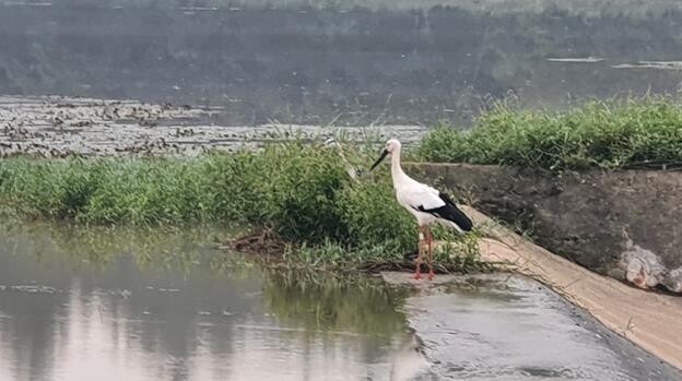 월동지 이동하던 천연기념물 황새, 올해 첫 관찰