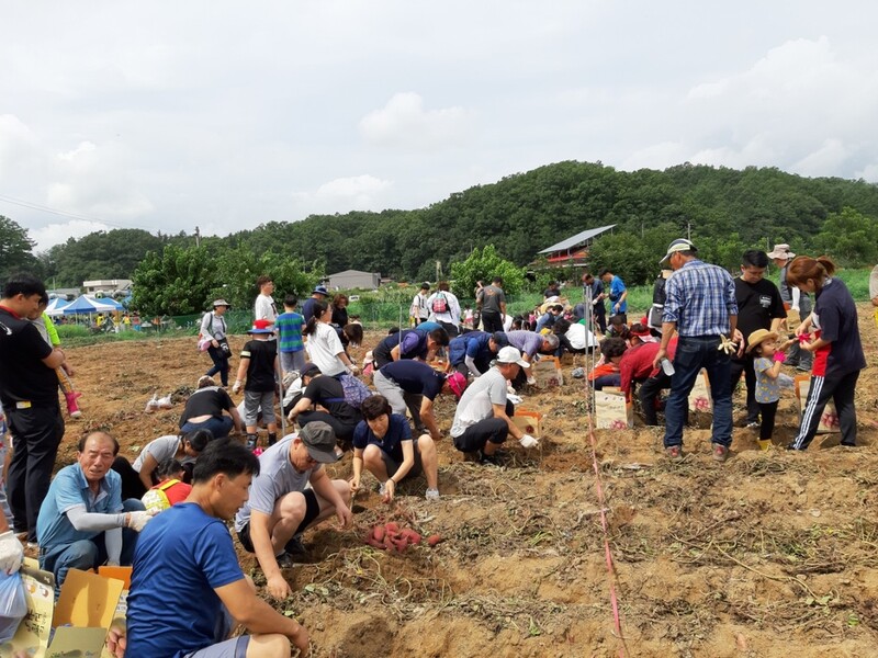 "천등산 고구마 캐러 오세요" 충주 산척면서 고구마축제