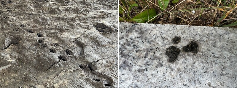 원주의 도심 하천에 천연기념물 '수달'이 살고 있을까