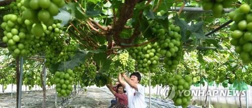 김천 포도축제 10월 7일 개막…대면 행사로 진행