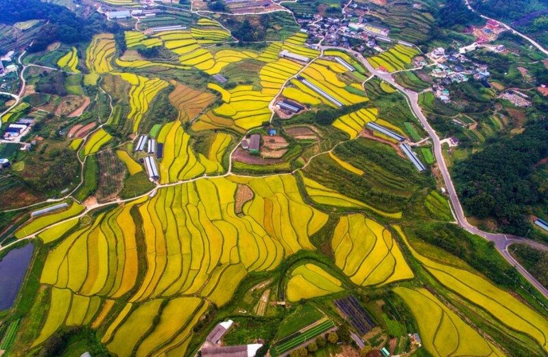 밀양 감물리 다랑논 우리가 지킨다…4개 기관·단체 협약
