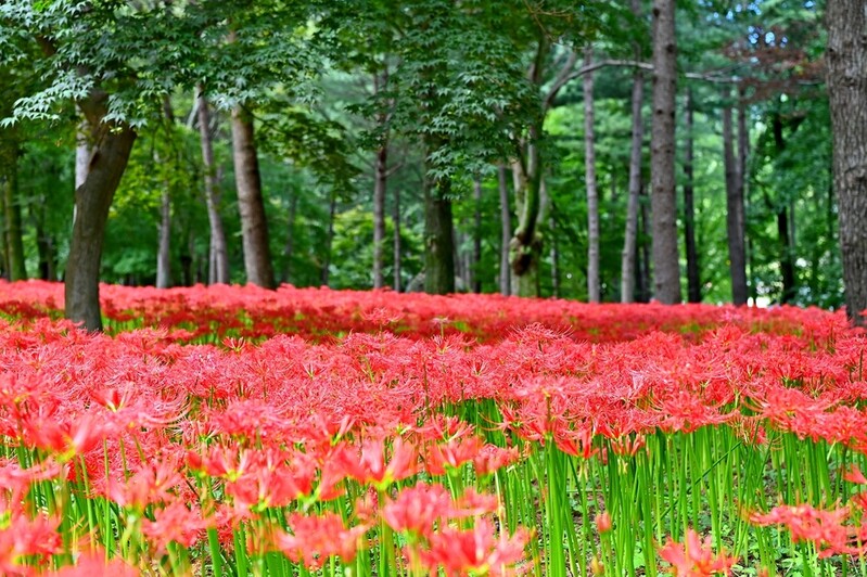 [픽! 김천] 천년고찰 직지사에 꽃무릇 만개