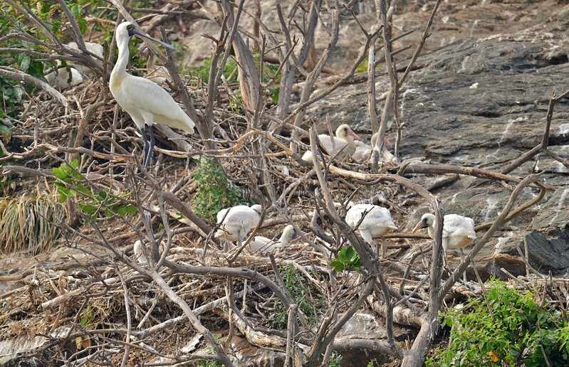 서천지속협, 노루섬 특정도서·천연기념물 보호구역 지정 요청