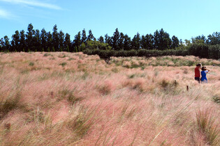 [K-Geography] Field of pink grass