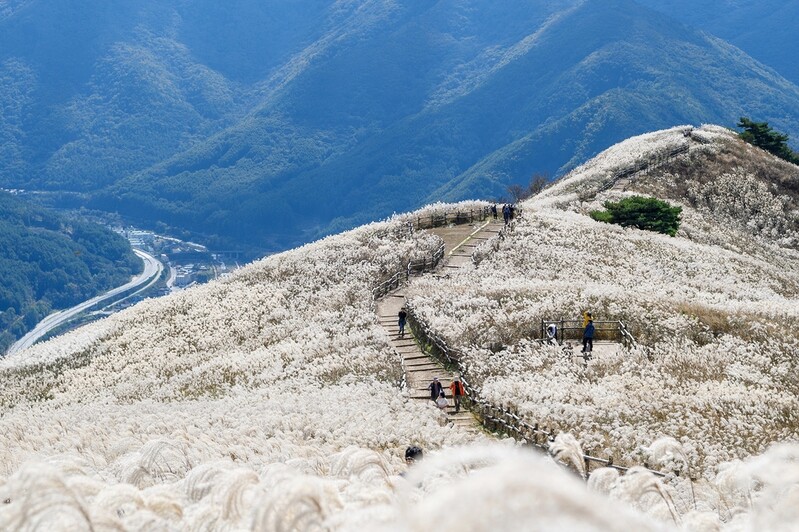 아침 은빛·석양 금빛…정선 민둥산 억새 유혹 시작