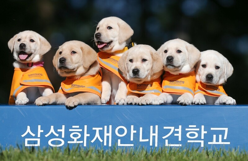천진난만 인절미에서 늠름한 안내견으로…삼성안내견학교 분양식